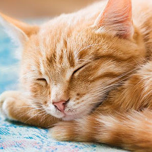 Meet your Posher, Saadiya